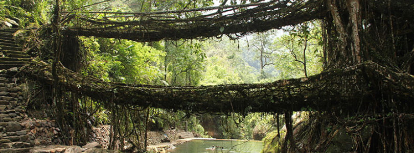 Ponte de Raízes Vivas