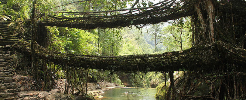 Ponte de Raízes Vivas